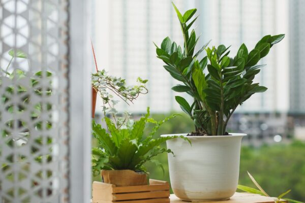بهترین گیاهان آپارتمانی | هونیک