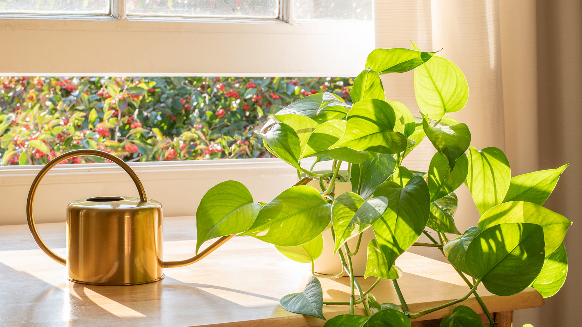 گیاهان لوکس آپارتمانی | هونیک